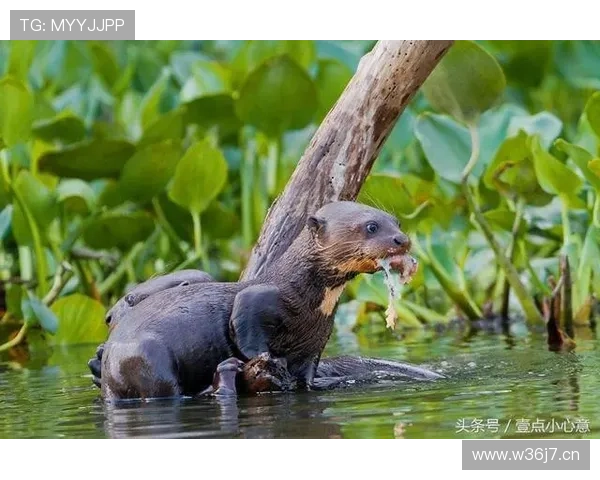 摔角老将带巨犬参赛护短称王